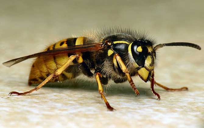 馬蜂會攻擊睡覺的人嗎? 馬蜂