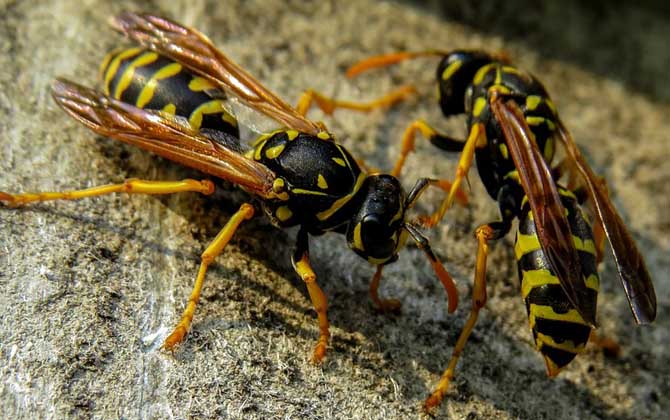 打死一只馬蜂會報復嗎? 馬蜂