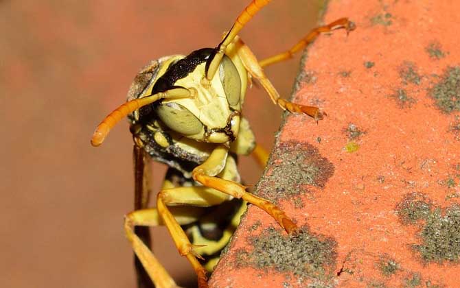 被馬蜂蟄了多久會死亡? 馬蜂