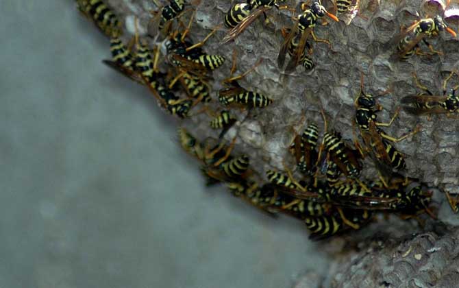 被馬蜂蟄了多久會死亡? 馬蜂