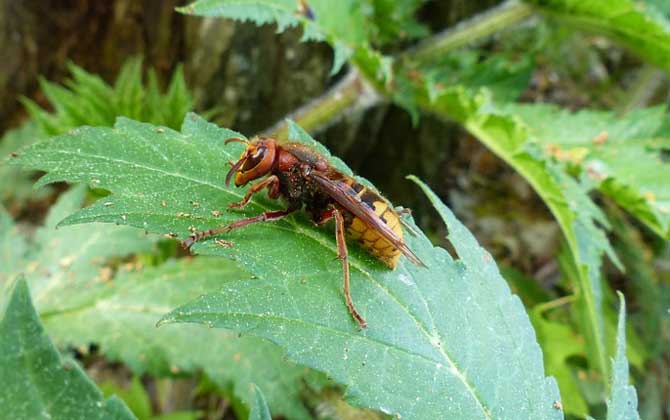 被馬蜂蟄腫了會自愈嗎? 馬蜂
