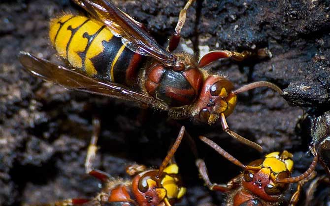 被馬蜂蟄腫了會自愈嗎? 馬蜂