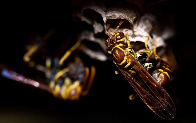 黃蜂進(jìn)家里預(yù)兆死人是真的嗎? 黃蜂