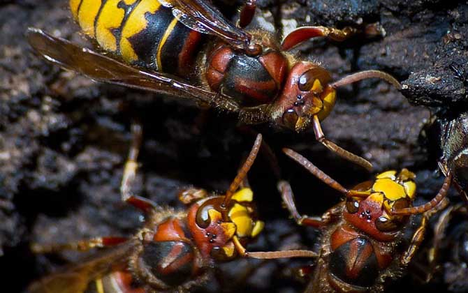 牛角蜂在家筑巢怎么辦? 牛角蜂