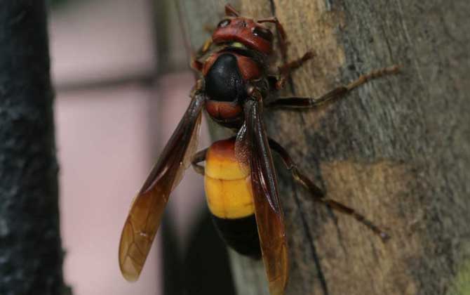 中國(guó)毒蜂排名及圖片大全 黃腰胡蜂