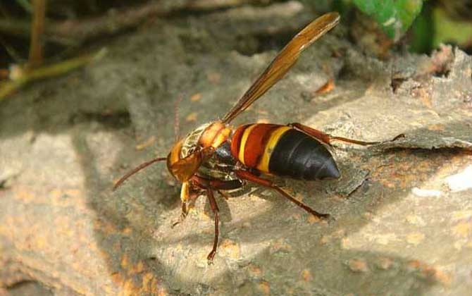 虎頭蜂的種類及圖片大全 黑尾虎頭蜂