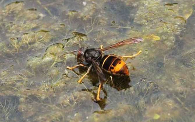 虎頭蜂的種類及圖片大全 黃腳虎頭蜂