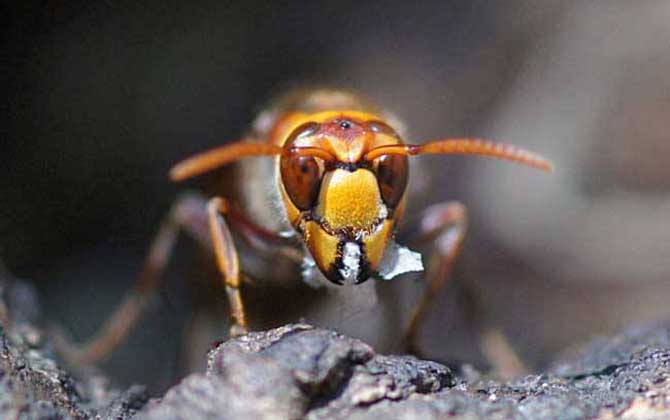 虎頭蜂的種類及圖片大全 擬大虎頭蜂