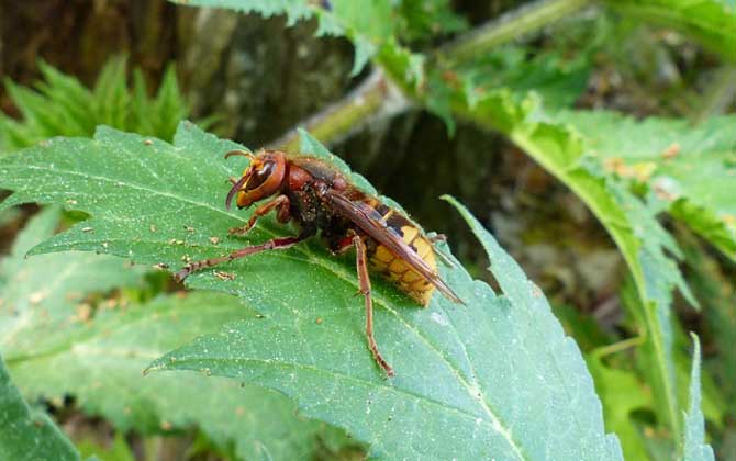 被虎頭蜂蟄了怎么處理? 虎頭蜂