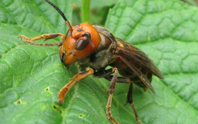 鬼頭蜂和虎頭蜂哪個厲害? 鬼頭蜂