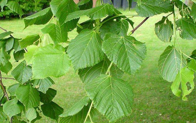 椴樹什么時候開花? 椴樹