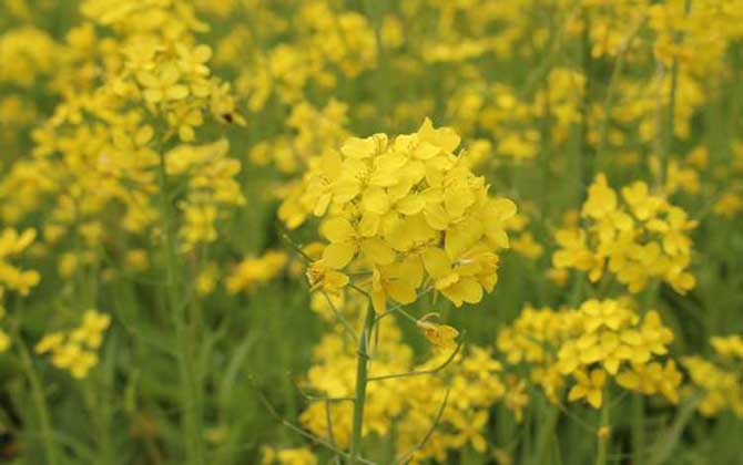 油菜花什么時(shí)候開(kāi)花? 油菜花