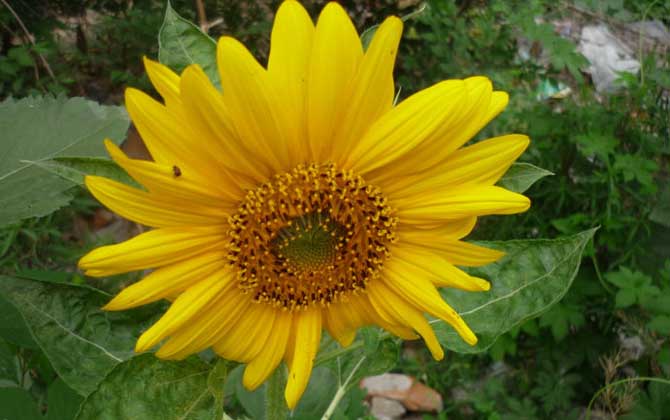 秋季有哪些主要蜜源植物? 向日葵