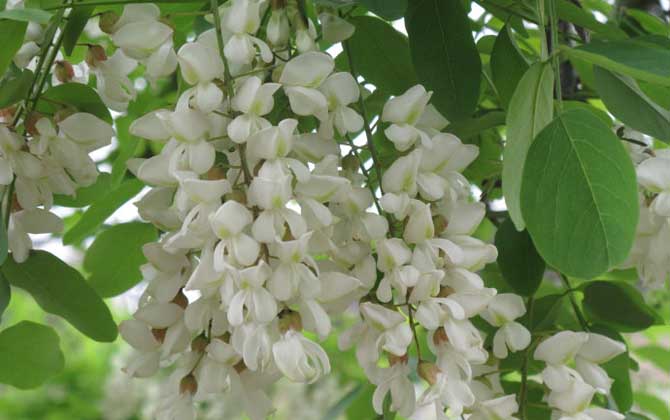 蜜源植物的種類及花期大全 刺槐