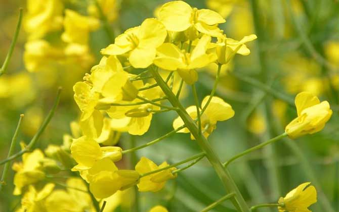 蜜源植物的種類及花期大全 油菜花