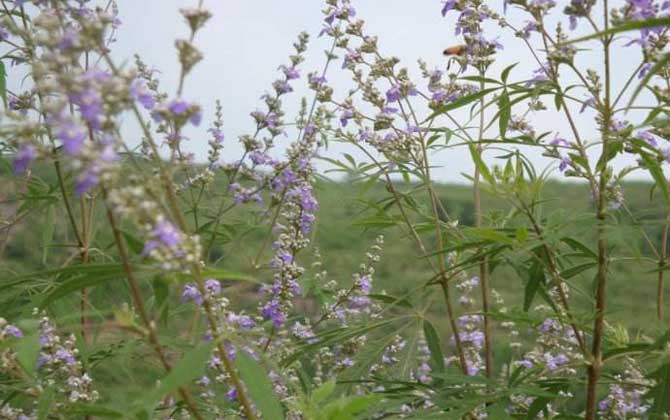 荊條什么時候開花? 荊條