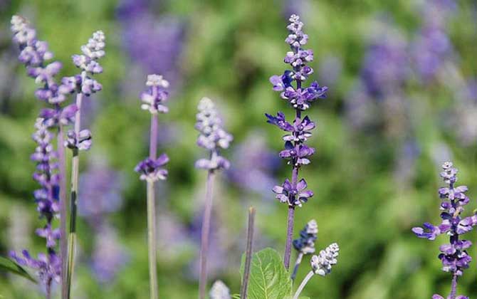薰衣草什么時(shí)候開花? 薰衣草