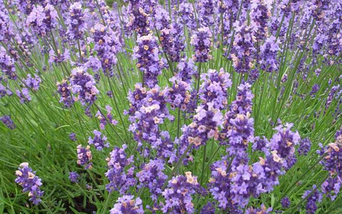 薰衣草什么時(shí)候開花? 薰衣草