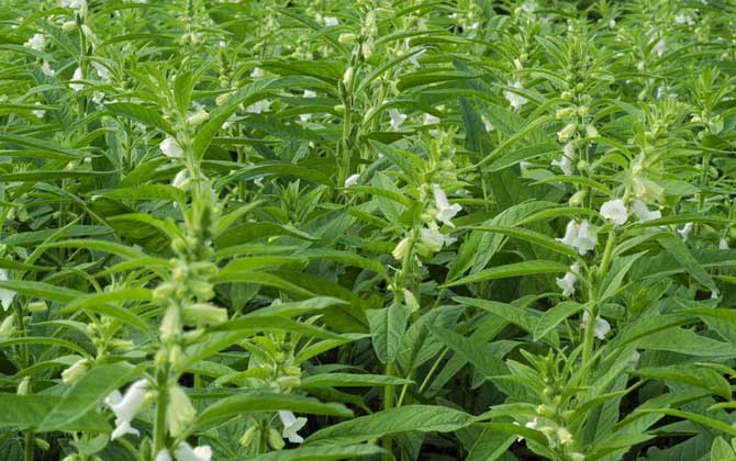 芝麻什么時(shí)候開花? 芝麻