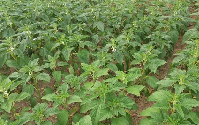 芝麻什么時(shí)候開花? 芝麻