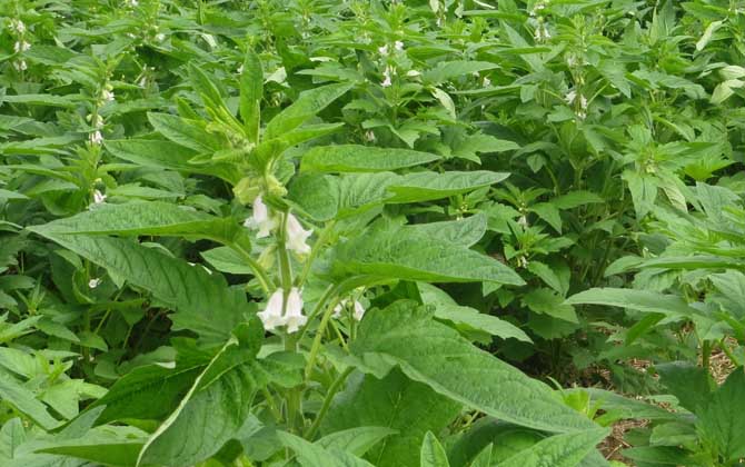 芝麻什么時(shí)候開花? 芝麻