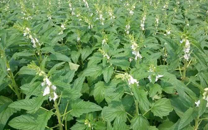 芝麻什么時(shí)候開花? 芝麻