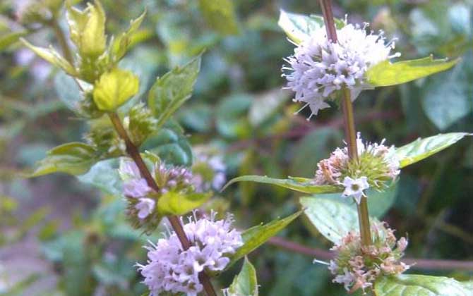 薄荷什么時候開花? 薄荷