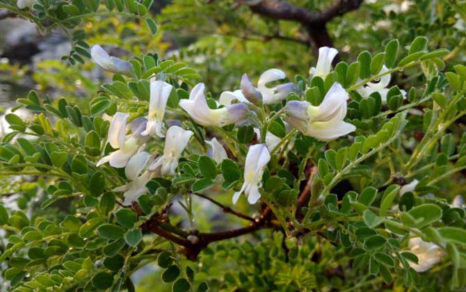 狼牙刺什么時候開花? 狼牙刺