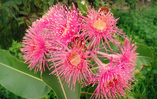 桉樹花蜜蜂會采嗎? 桉樹花