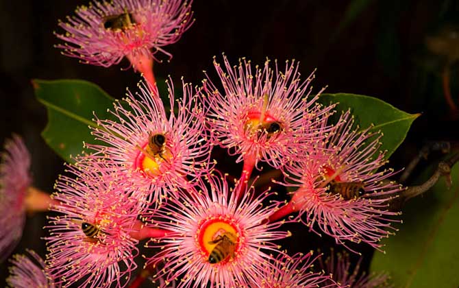 桉樹花蜜蜂會采嗎? 桉樹花