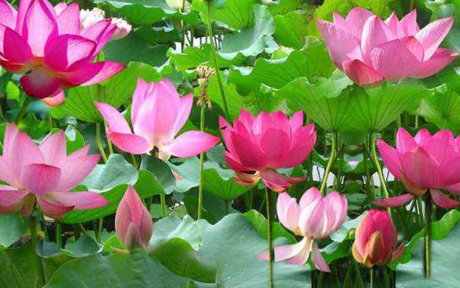 荷花什么時候開花? 荷花