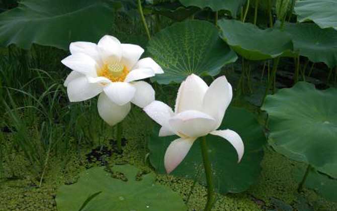 荷花什么時候開花? 荷花