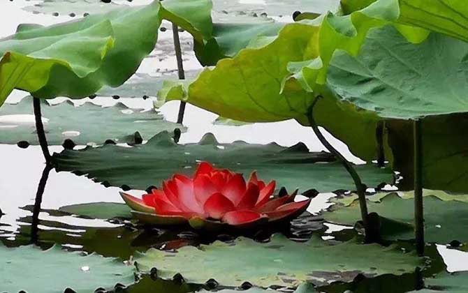 荷花什么時候開花? 荷花