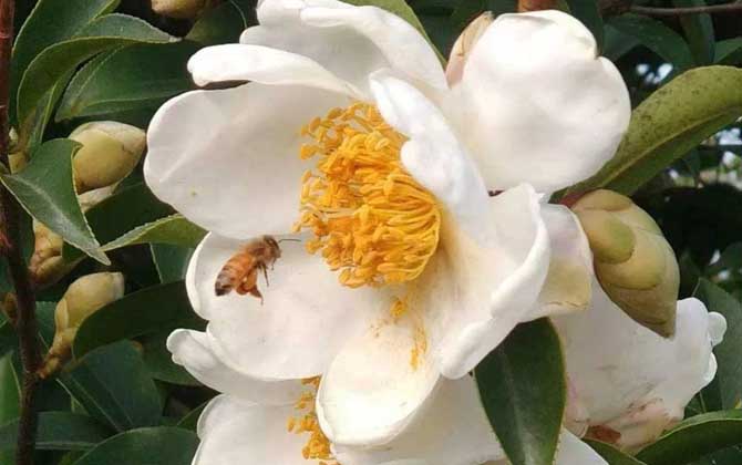 茶花什么時候開花? 茶花