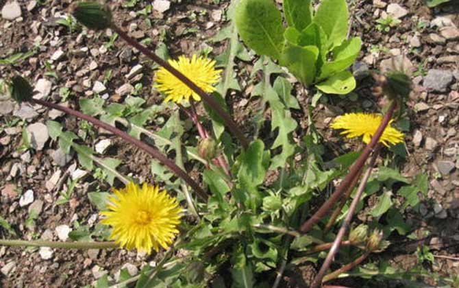 蒲公英什么時候開花? 蒲公英