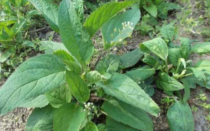 玄參什么時候開花? 玄參