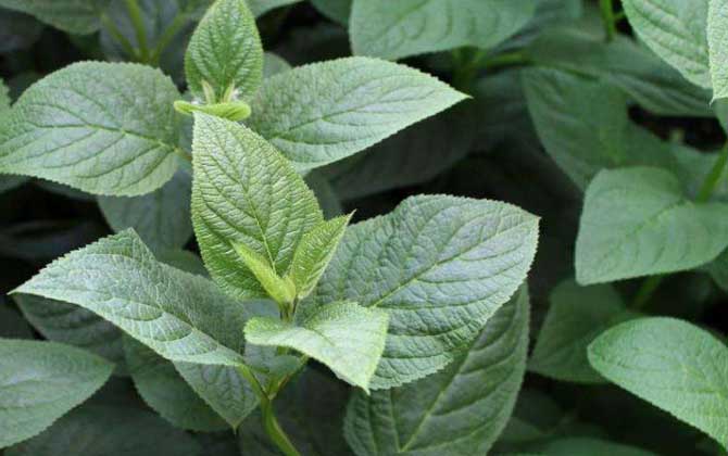 玄參什么時候開花? 玄參