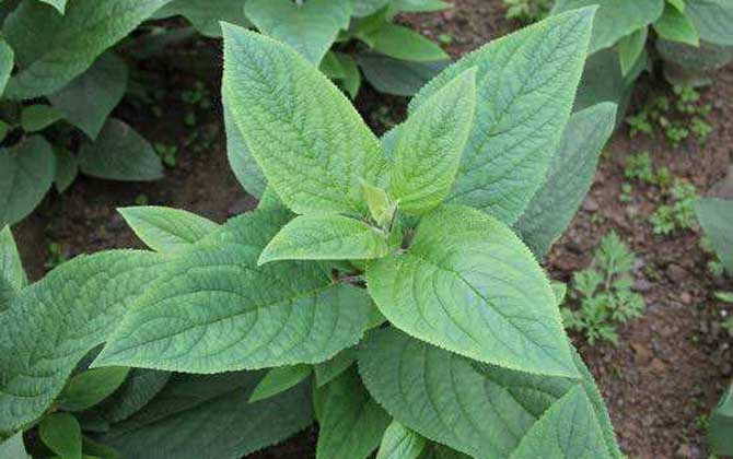 玄參什么時候開花? 玄參