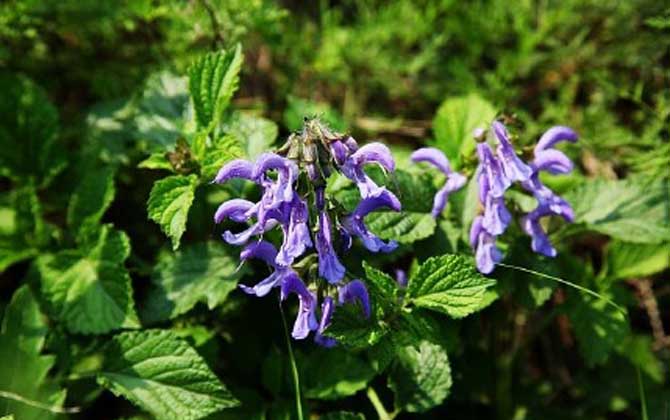 丹參什么時候開花? 丹參