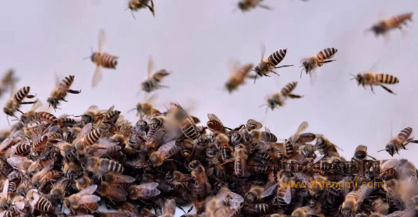 中國農科院蜜蜂研究所與重慶石柱縣簽訂戰(zhàn)略合作協(xié)議 中國農科院 石柱縣 重慶 蜜蜂養(yǎng)殖 中蜂