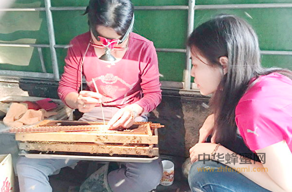 蜂女人謝惠清 養蜂人 養蜂技術 蜜蜂 養蜂
