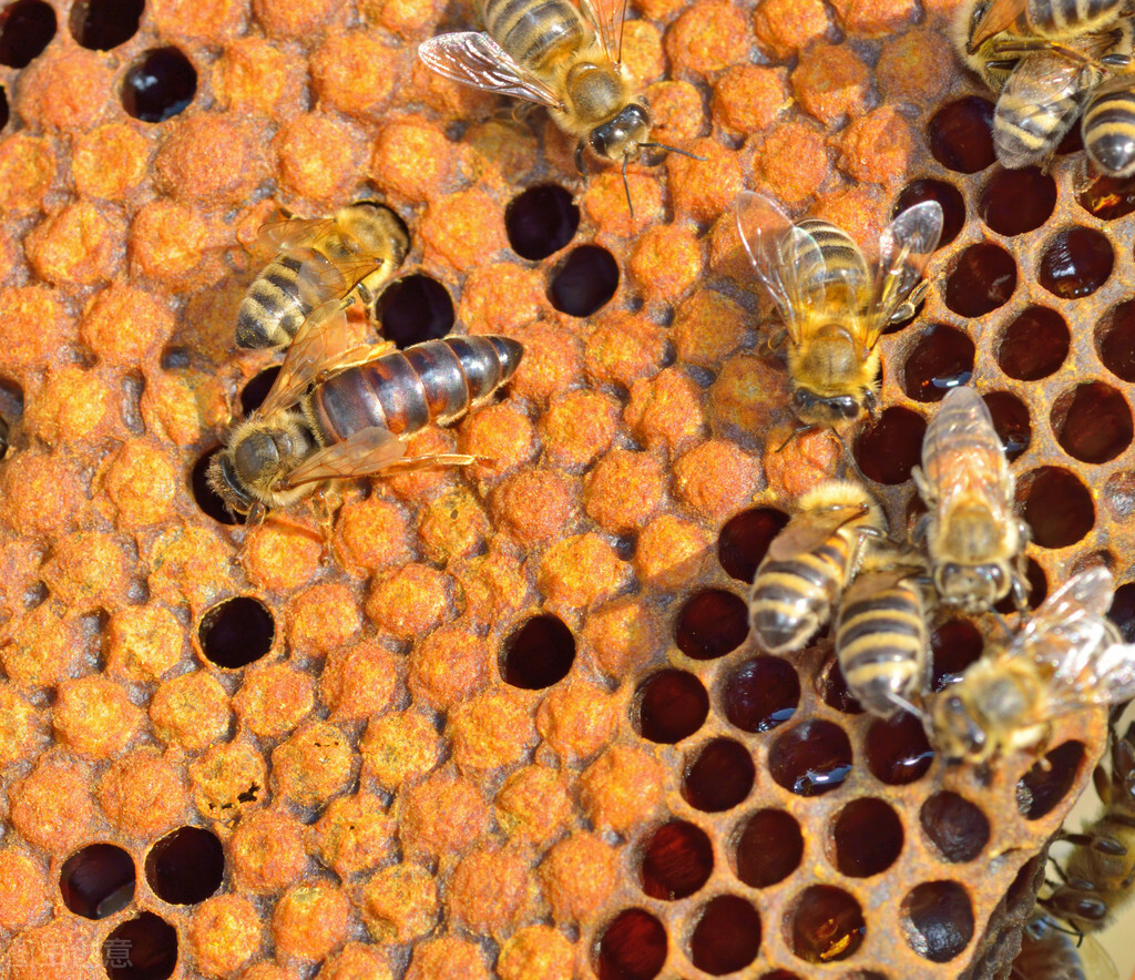 養好蜂群的幾個步驟，蜂群內蜜足脾新，再配上一只好蜂王就完美了