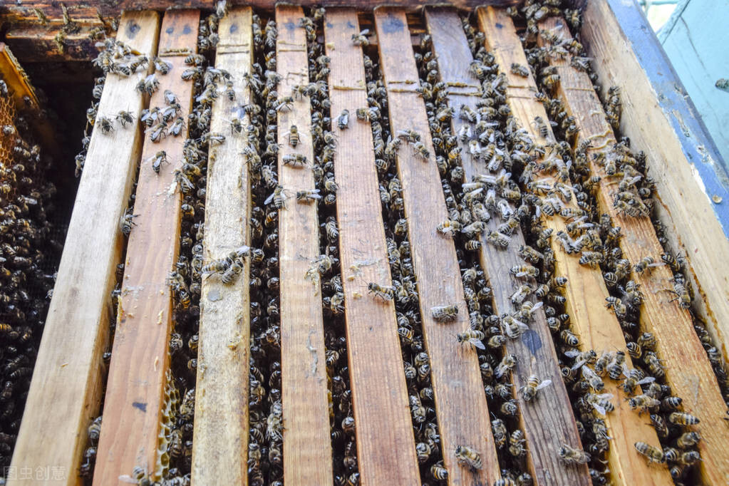 養好蜂群的幾個步驟，蜂群內蜜足脾新，再配上一只好蜂王就完美了