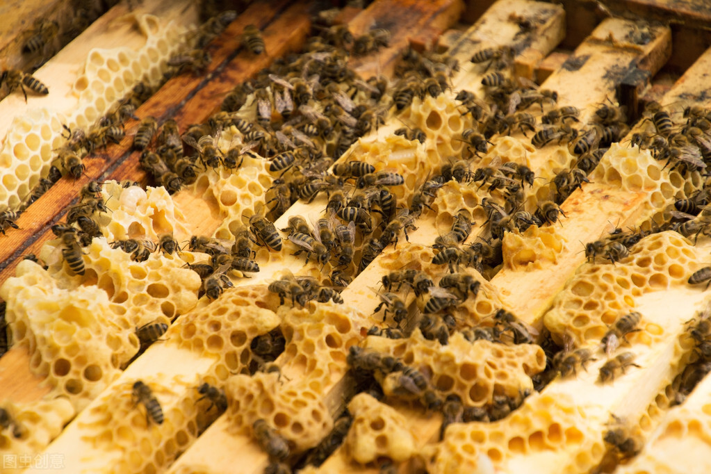 養好蜂群的幾個步驟，蜂群內蜜足脾新，再配上一只好蜂王就完美了