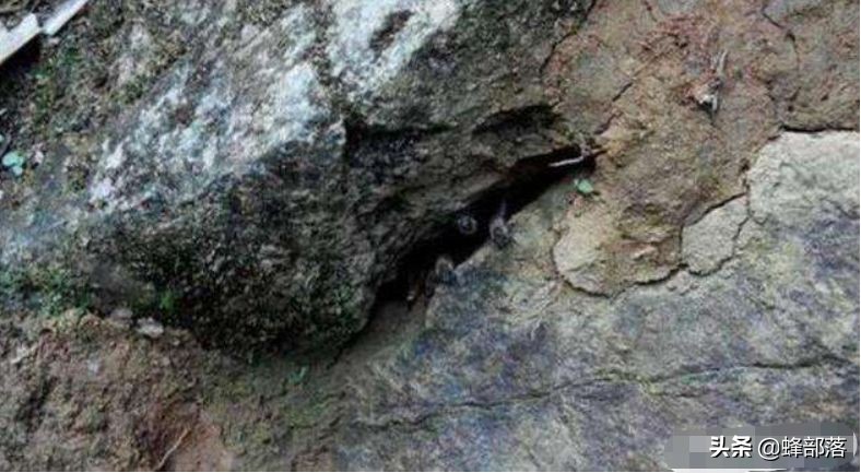 深洞中的土蜂蜜怎么取？農(nóng)村人的土辦法，不挖不撬一網(wǎng)打盡