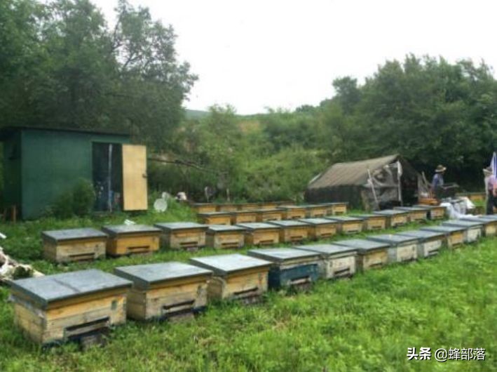 深洞中的土蜂蜜怎么?。哭r(nóng)村人的土辦法，不挖不撬一網(wǎng)打盡