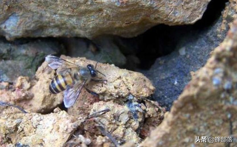 深洞中的土蜂蜜怎么??？農(nóng)村人的土辦法，不挖不撬一網(wǎng)打盡