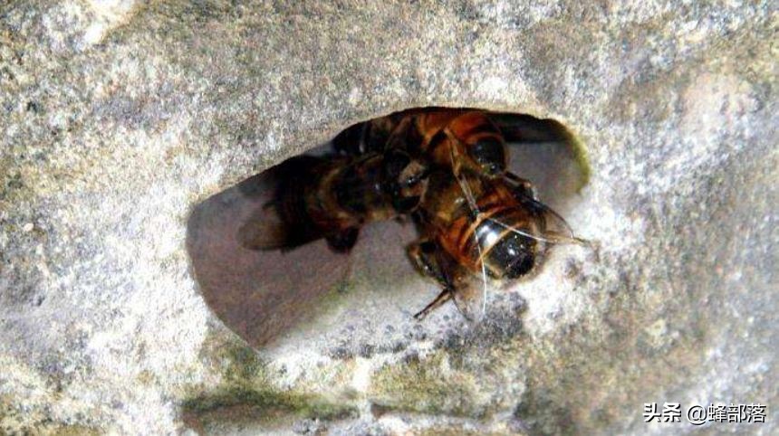 深洞中的土蜂蜜怎么??？農(nóng)村人的土辦法，不挖不撬一網(wǎng)打盡