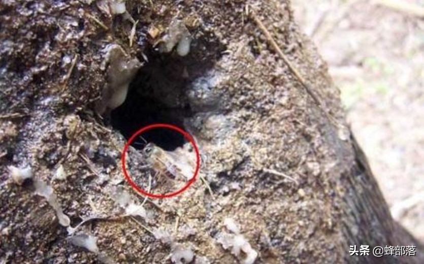 深洞中的土蜂蜜怎么??？農(nóng)村人的土辦法，不挖不撬一網(wǎng)打盡