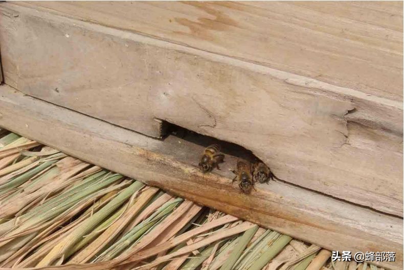 深洞中的土蜂蜜怎么?。哭r(nóng)村人的土辦法，不挖不撬一網(wǎng)打盡